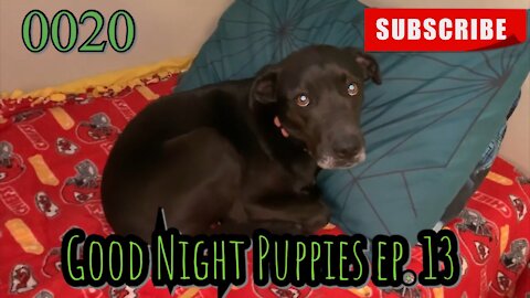 the[DOG]diaries [0020] Good Night Puppies - Episode 13 [#dogs #doggies #theDOGdiaries]