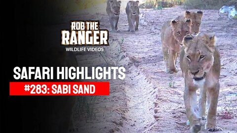 Safari Highlights #283: 21 - 25 July 2014 | Sabi Sand Nature Reserve | Latest Wildlife Sightings