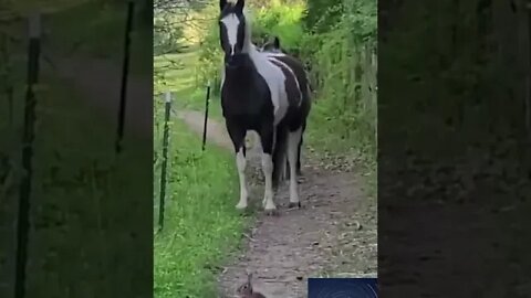 Rabbits are supposedly dangerous enough to stop these horses #funny #animals #voiceover