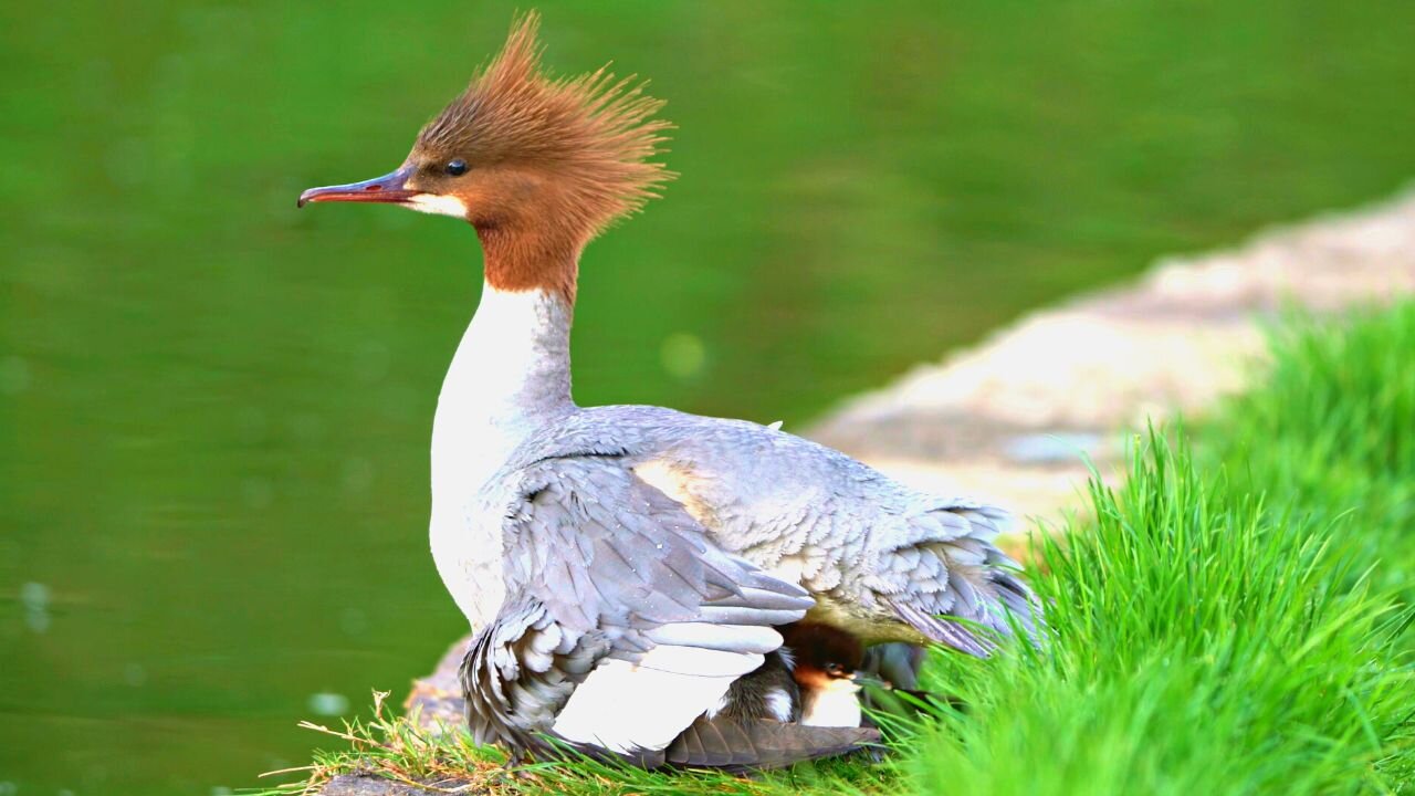 Where Are Your Ducklings Hiding Mother Goosander Duck?