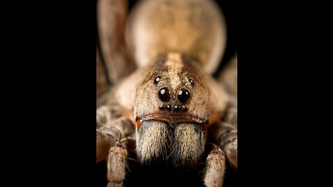 The * SPIDER * | Animals For Kids |