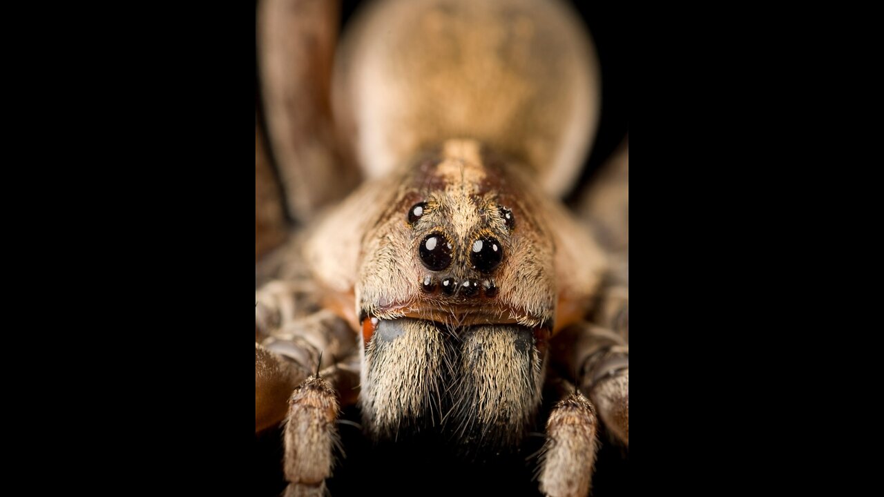 The * SPIDER * | Animals For Kids |