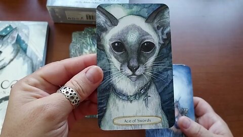 Unboxing Soul Cats Tarot by Leeza Robertson and Adam Oehlers