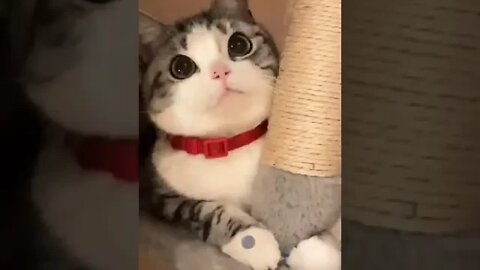 cute cat videos 😹 funny videos 😂 943 😻#shorts #shortsfunny #cutecat #catvideos #cats #catscare #cat