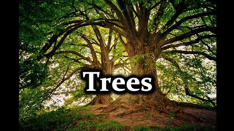 Trees HD Videos