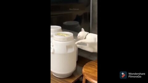Smart cat open the jar #smart #cat #video #shorts