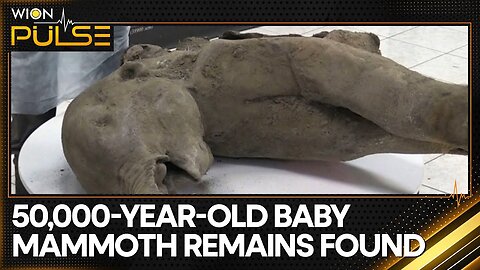 Mammoth Remains Found Nearly Intact In Siberian Permafrost | World News | WION Pulse