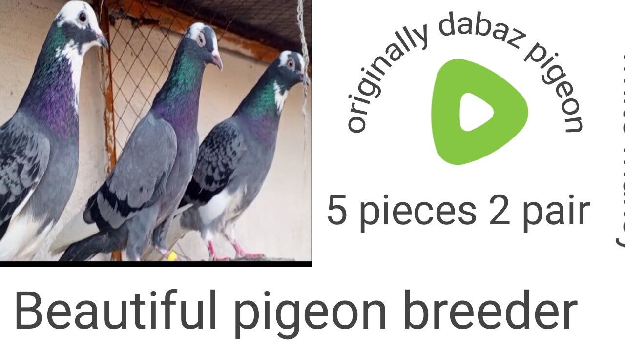 Original dabaz pigeon beautiful breeder pair