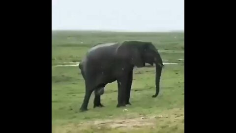 Elephant giving birth