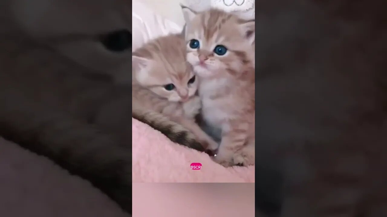 funny cat videos | cute cat videos| cute animals funny cats #shorts #shortsfunny #cutecat #funnycat