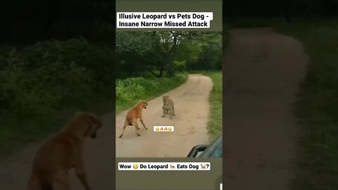 Illusive Leopard vs Pets Dog - Insane Narrow Missed Attack #shorts #animals #pets #leopard #dog