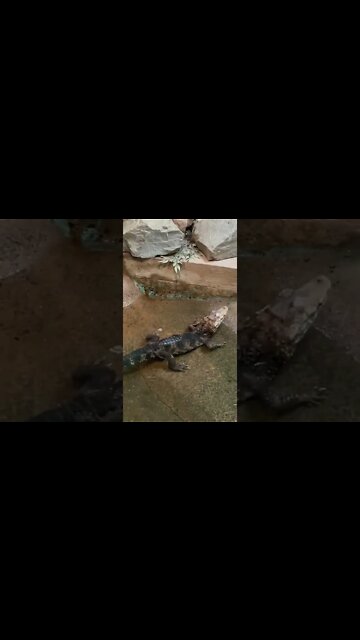 Crocodiles and a turtle