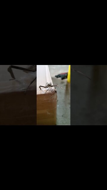 No Stink, don't bug me this year!