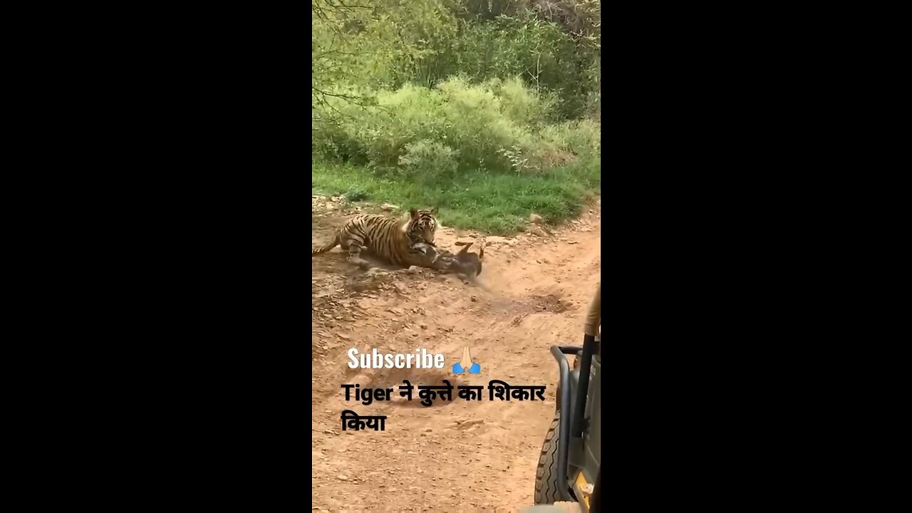 National Park, Tiger attack dog