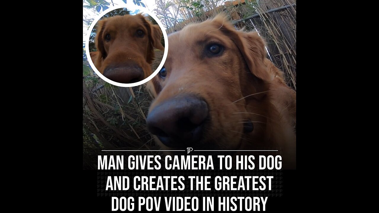 Greatest dog POV video