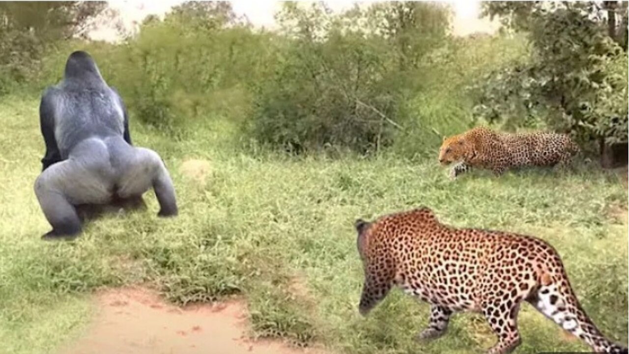 Baboon Vs Leopard! The Baboon Revenge When The Leopard Invades Its Territory... By Best Animal Home