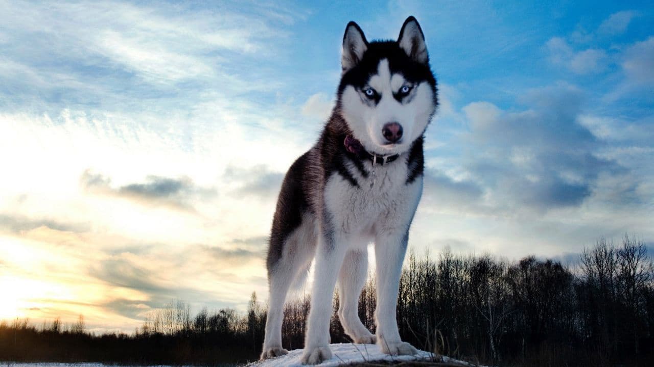 A funny snow dog