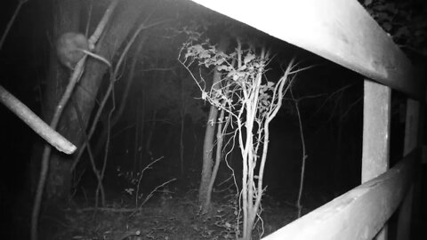 Mama Opossum flipping out!