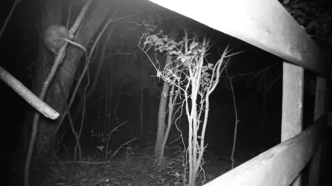 Mama Opossum flipping out!