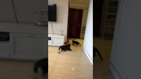 #cat Have fun with cats #fyp #fypシ
