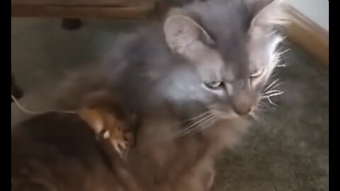 Tom and Jerry In Real Life