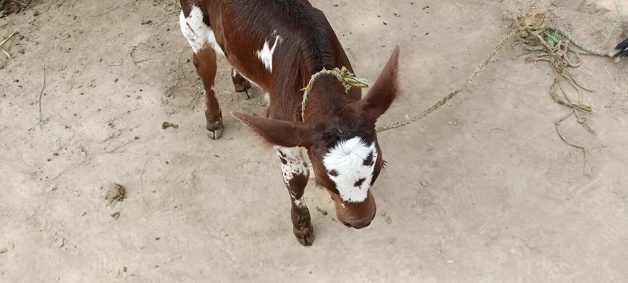 Pink Panda Cow The baby