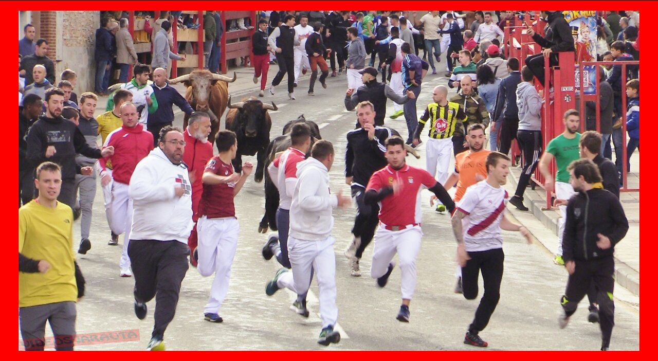 ALFARO ( LA RIOJA ) MATINAL ENCIERRO Y PLAZA ( DOMINGO 14 MAYO 2023 ) GANAD.TOROPASION