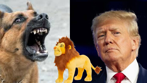Troll Prank Dog Funny & fake Lion and Fake Tiger Prank To dog & Huge Box Prank to dog
