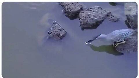 蒼鷺用麵包做魚餌