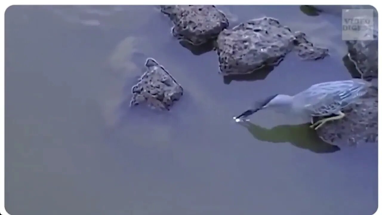 蒼鷺用麵包做魚餌