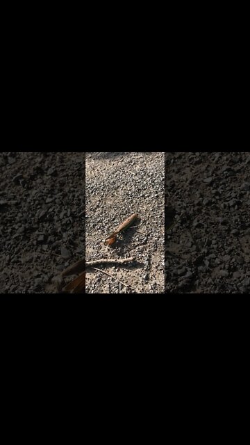 Praying Mantis - Part 1