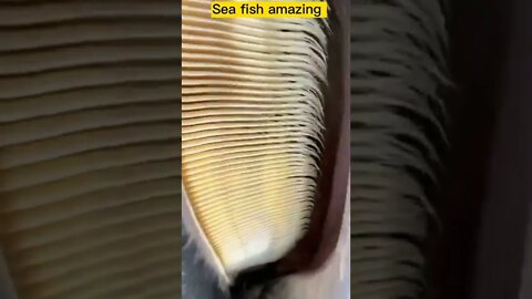 Sea fish amazing video /slow motion Amezing short video