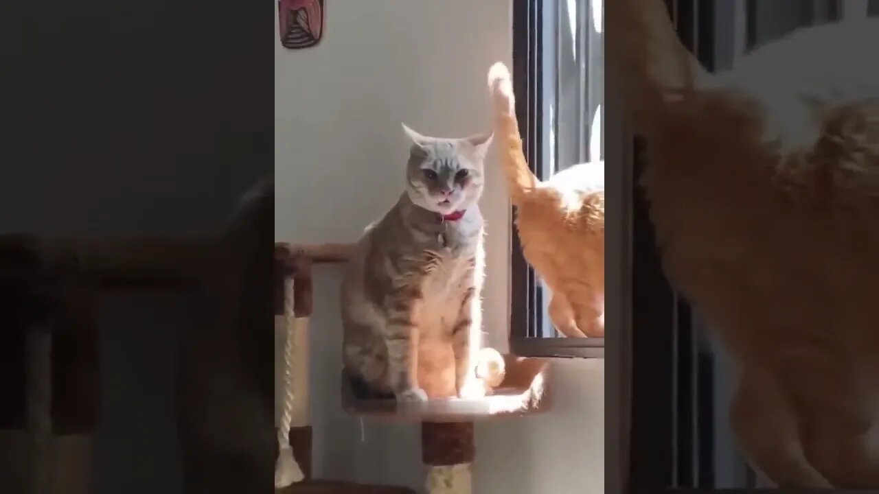 Funniest Cats and Dogs #Funniest #Cats #Dogs