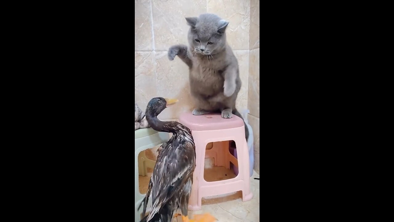 Duck and Cat funny fight | Duck and Cat