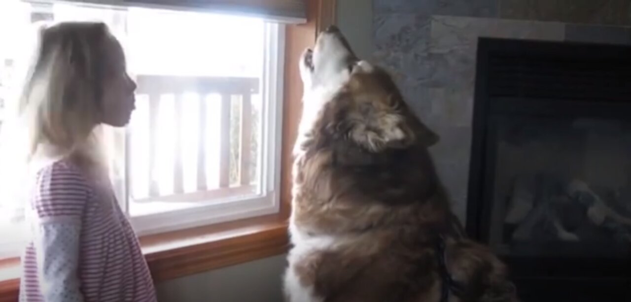 Cute Alaskan Malamute Dogs playing with kids