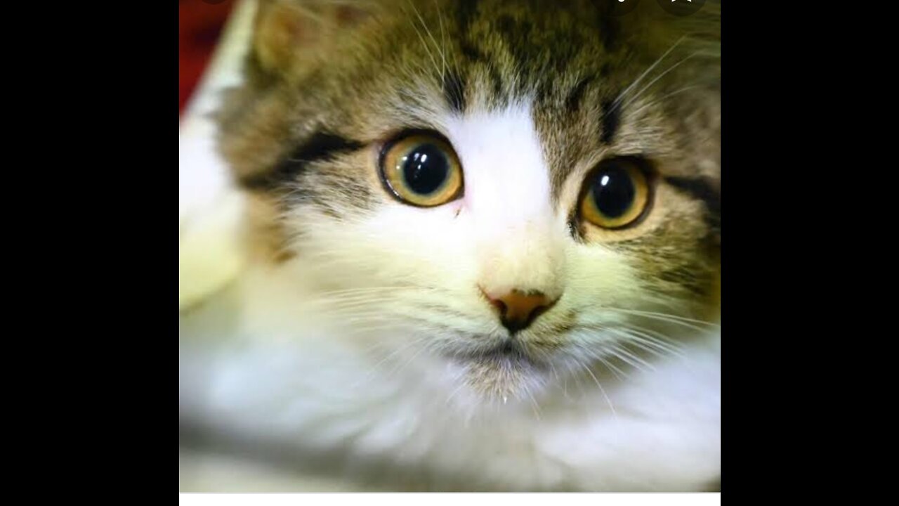 BABY CAT