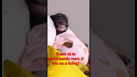 #shorts #família #pets #videosengraçados #snapchat Quem tá te perturbando mais? O frio ou a fome?