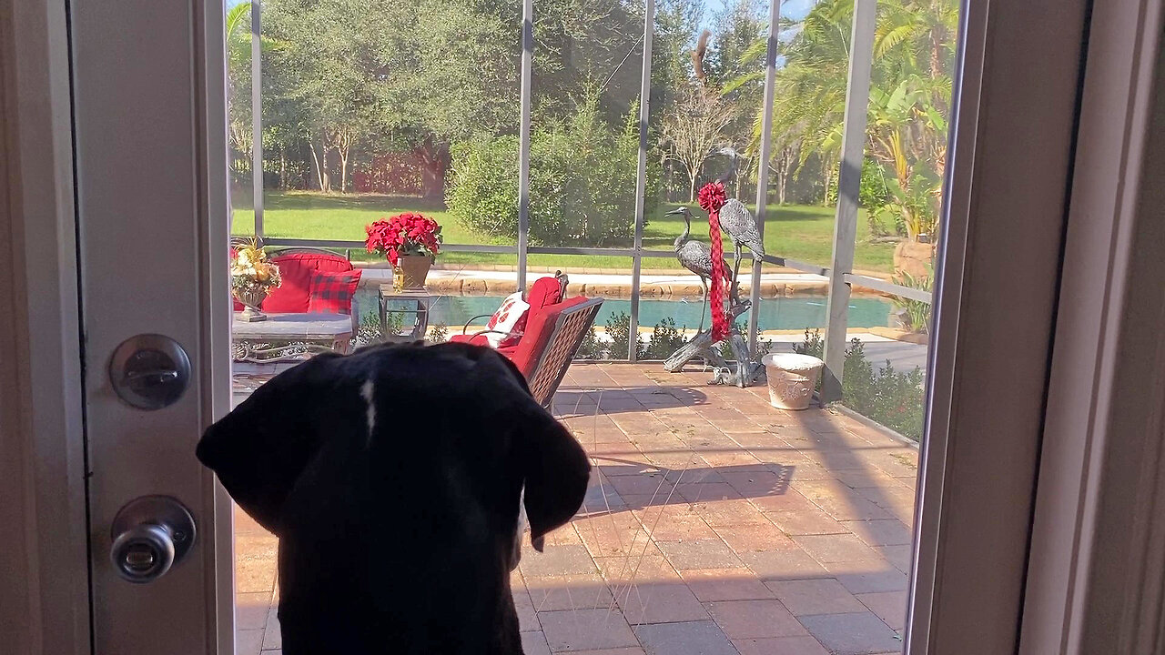 Great Dane Watches Acrobatic Squirrel Exit From Inside Screened Lanai