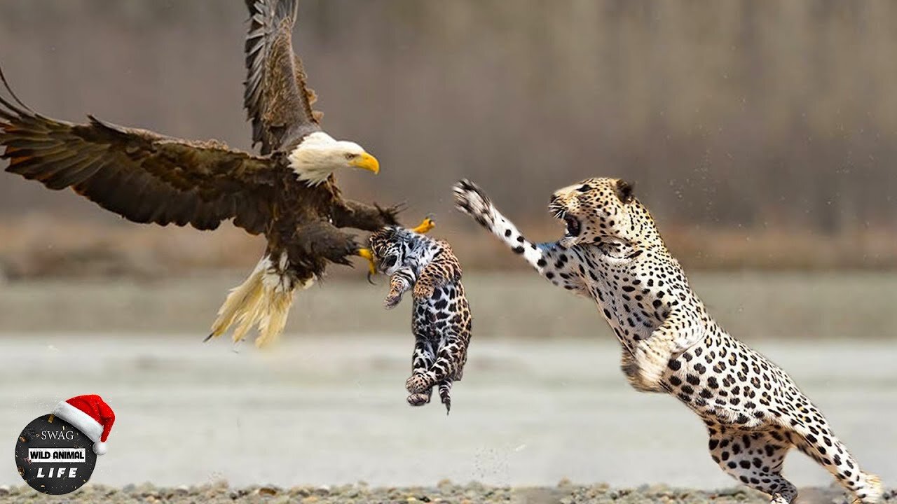 Tha Eagle Hard Attack Animal Life Survival Wild Animals