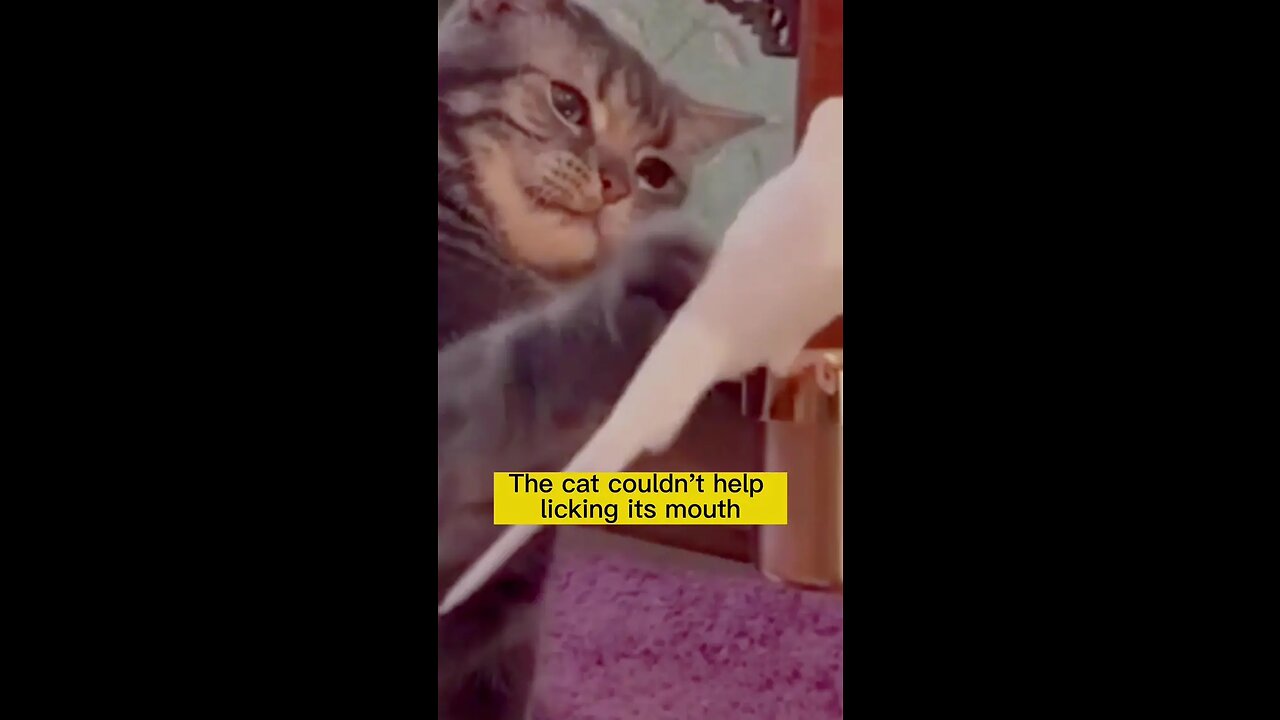 So funny#catsoftiktok #funny #cute #pet #foryou