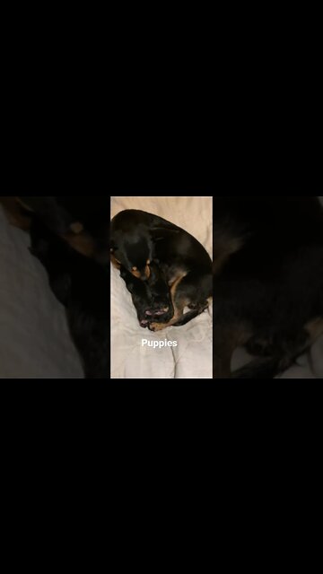 Lunchie and the babies