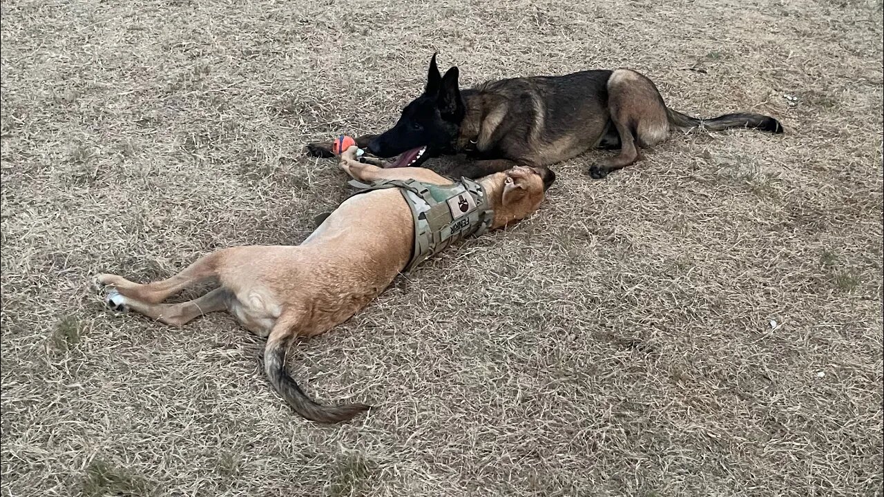 Puppy madness!