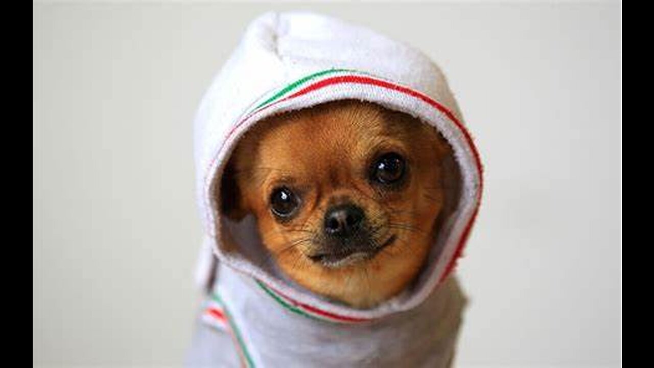 Dogs funny videos🐕funny dog videos🐕funny dogs🐕Funny Animal Videos🐕99% try very hard to not laugh