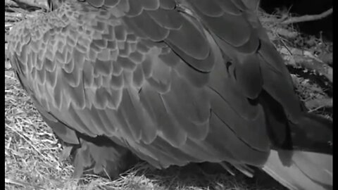 Congratulations Gabby and Samson on your first egg! 1-13-20