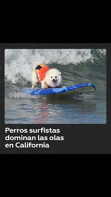 Más de 50 perros surfistas dominan las olas en California