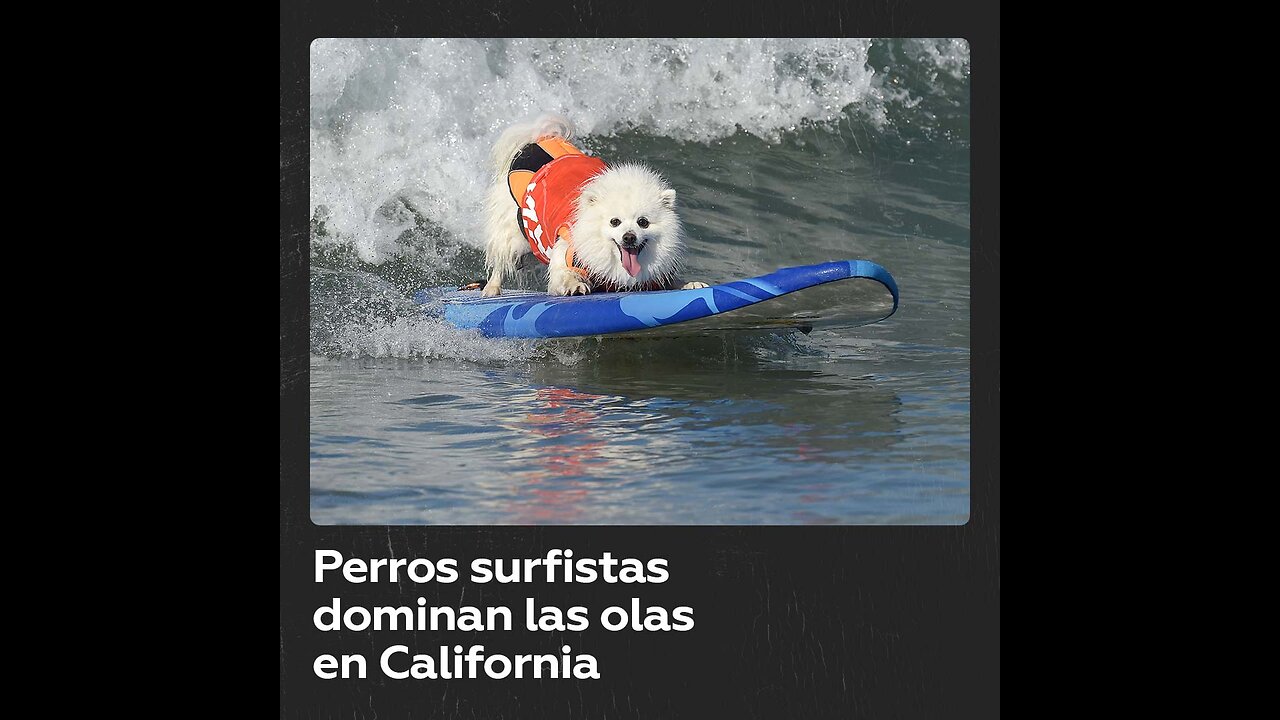 Más de 50 perros surfistas dominan las olas en California