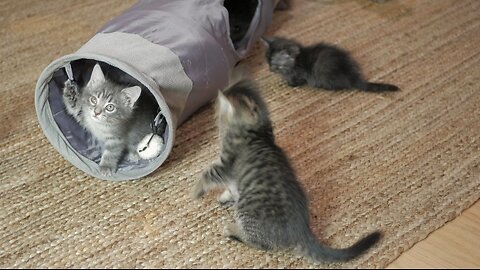 Happy Munchkins and Kittens Playing