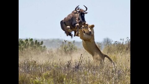 Helio Couto, Ruanda e a leoa do Serengeti #RogerioSouza