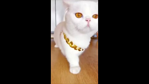 ￼ Cute cat