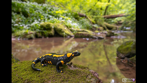 Into the Forest-The secret Wildlife of Europe